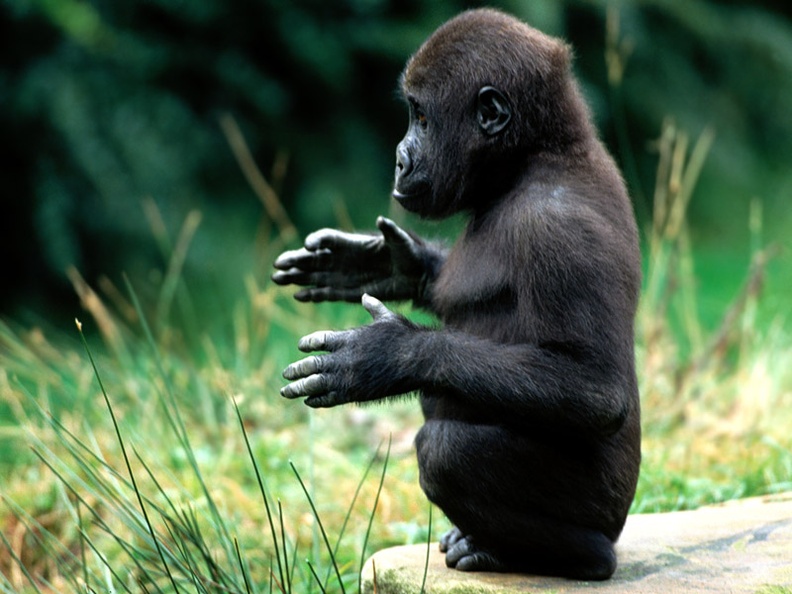 At a Stand Still, Western Lowland Gorilla